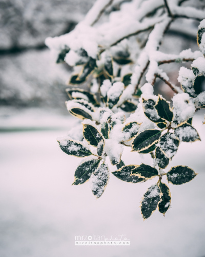 dublin-snow-2024-017